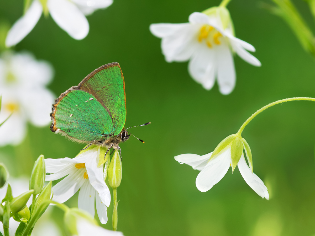 Green Hairstreak 9